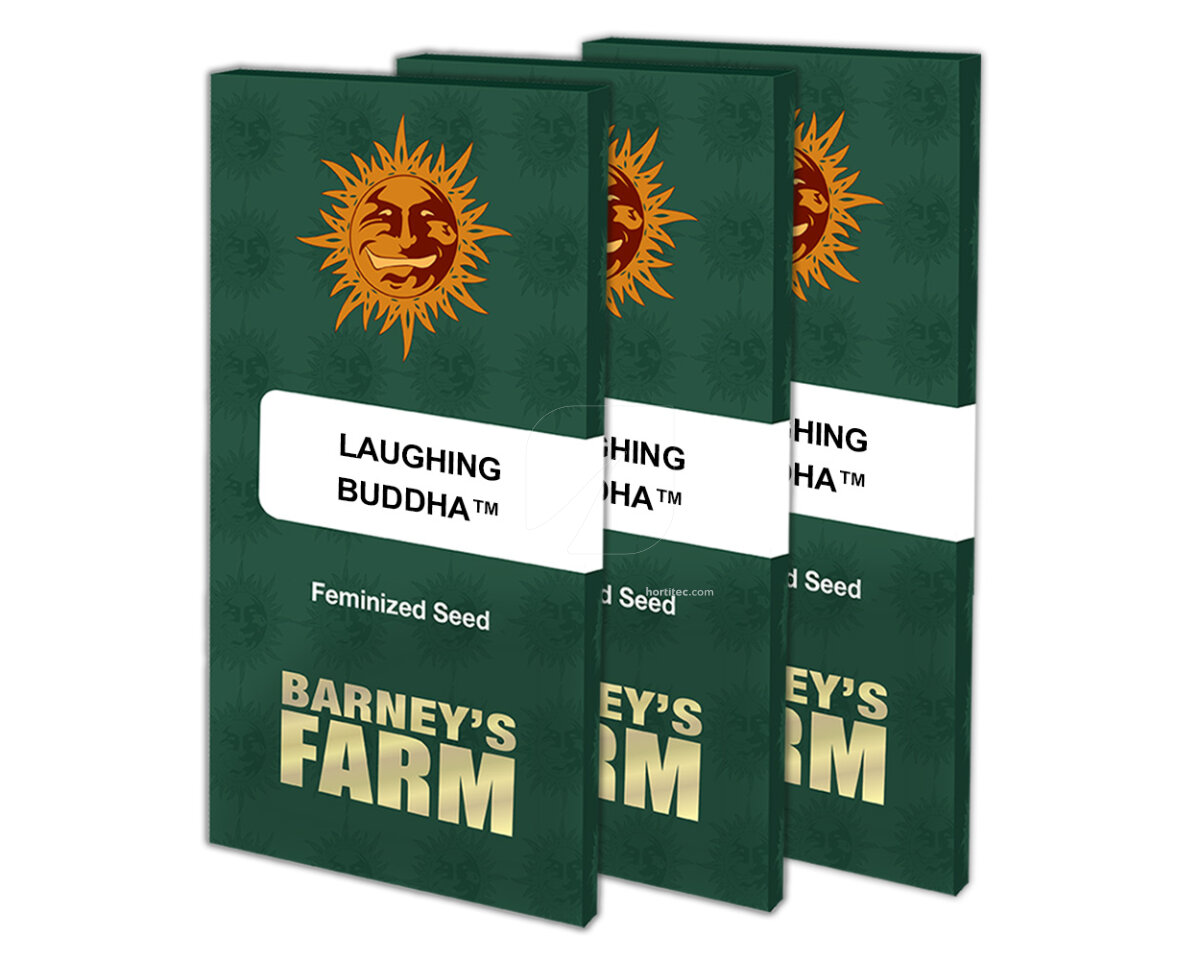Laughing buddha (5) 100% barney's farm seeds