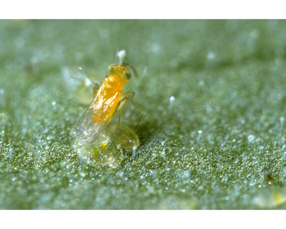 Ercal 3000 eretmocerurs eremicus (mosca blanca) koppert