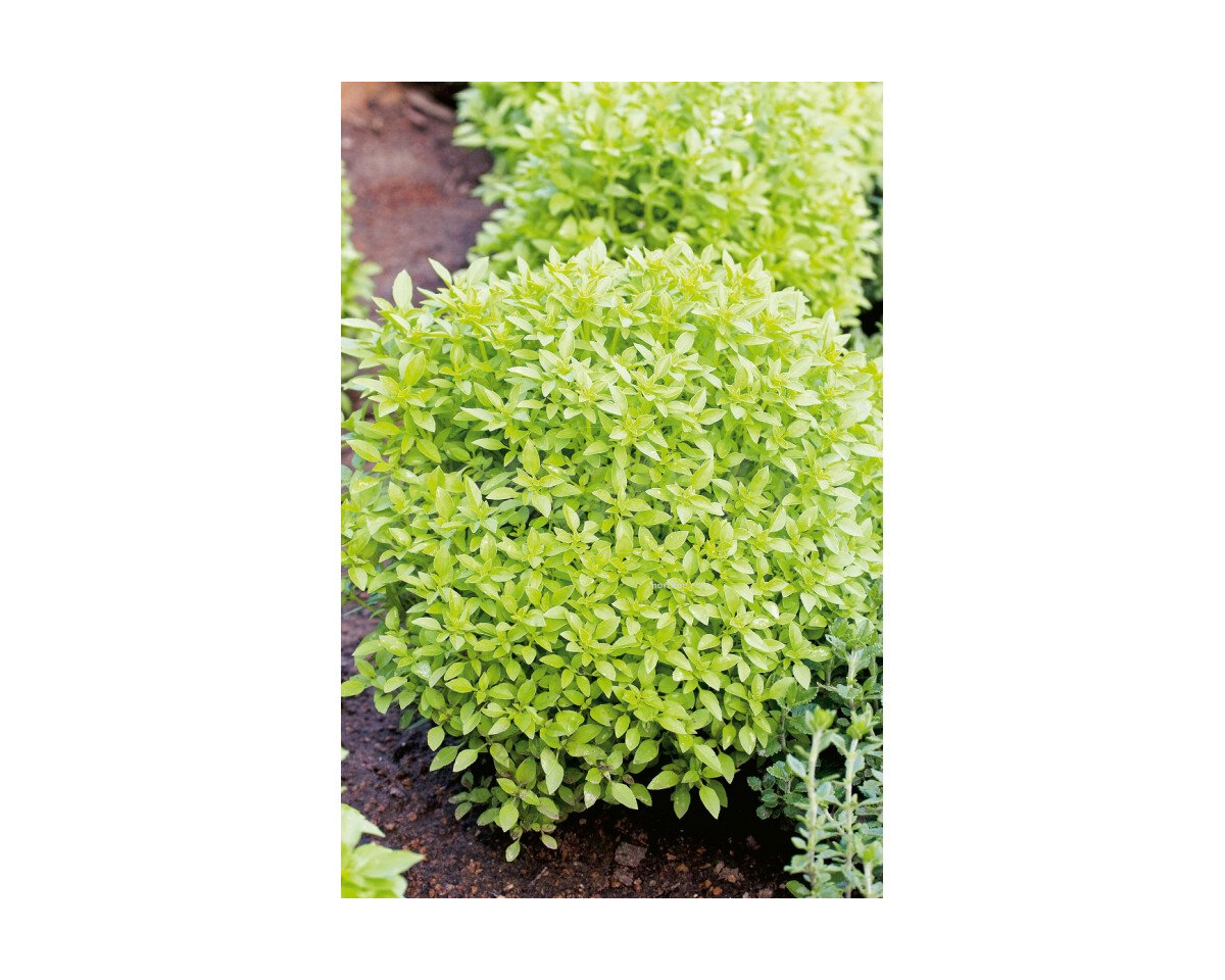 Albahaca hoja fina bioflower