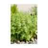 Albahaca italiana clásica bioflower