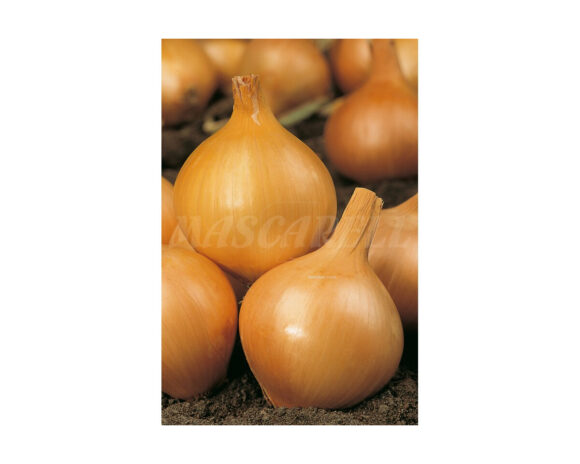 Cebolla amarilla paja virtudes