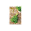 Cilantro comun