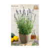 Lavanda vera