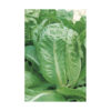 Lechuga batavia amarilla de paris
