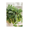 Salvia bioflower