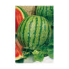Sandia crimson sweet